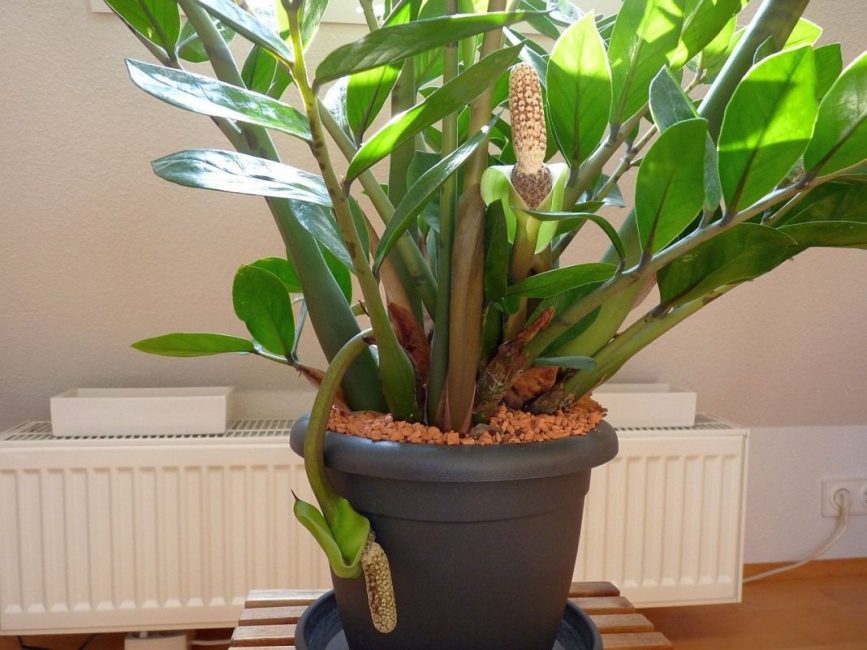 Zamioculcas à la maison