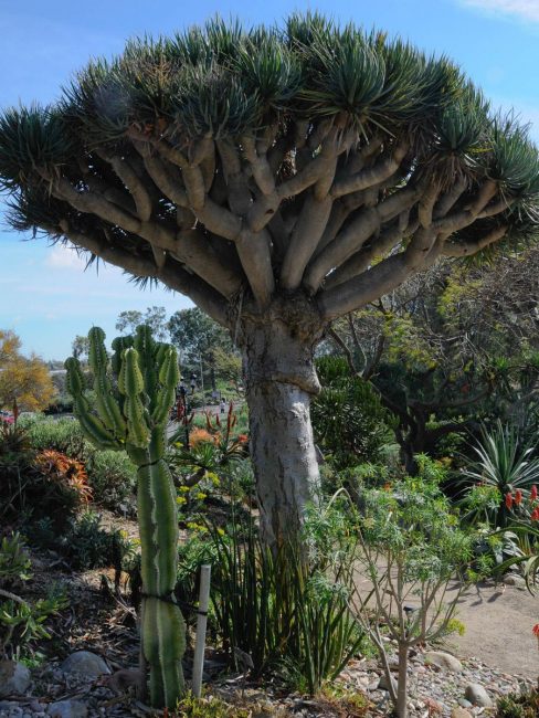 arbre dracaena