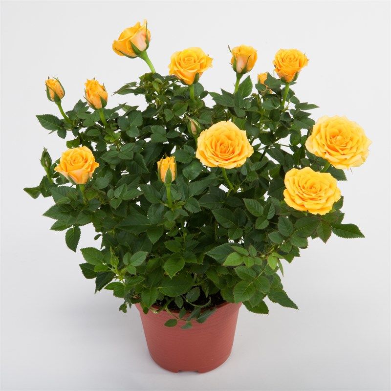 Fig. 2 Chambre Rose, groupe remontant