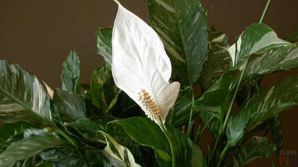 inflorescence de spathiphyllum