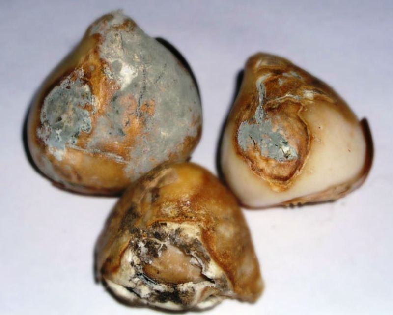 Moisissure sur les bulbes de jacinthes