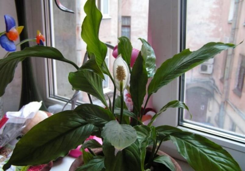 Spathiphyllum sur un rebord de fenêtre ombragé