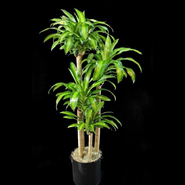 similitude de dracaena avec un palmier