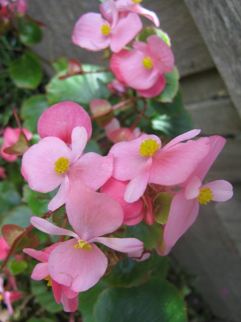 Bégonia - soin et reproduction à la maison (120 Photos & Vidéos) + Avis