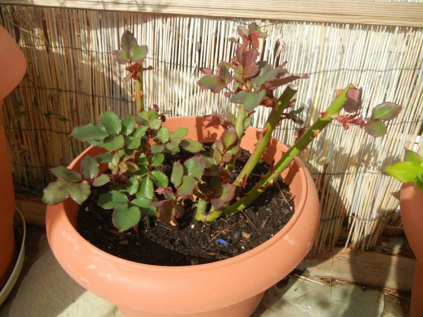 La période d'éveil d'un rosier dans des conditions ambiantes.