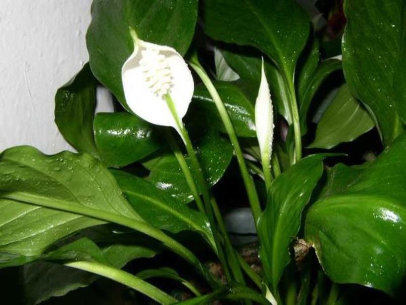 Spathiphyllum dans des conditions de forte humidité