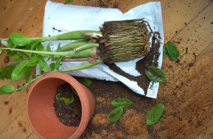 Zamioculcas récoltés pour la transplantation