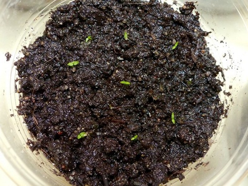 Eustoma tourne en janvier