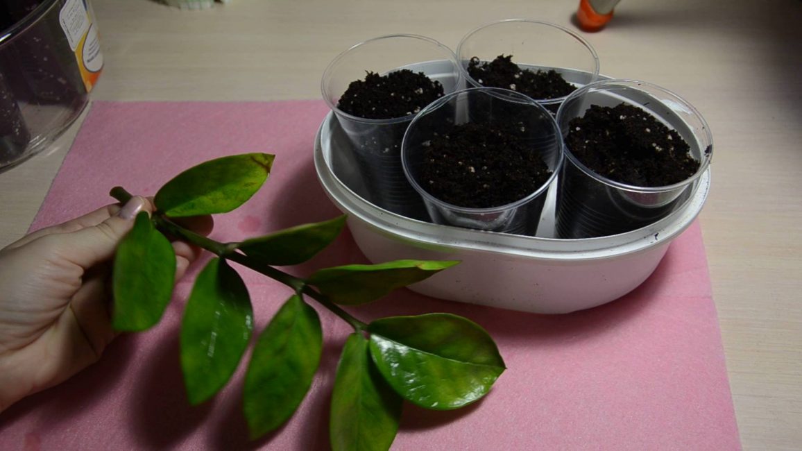 Feuille de Zamioculcas préparée pour la multiplication