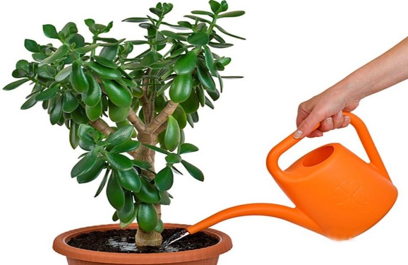 arroser l'arbre d'argent