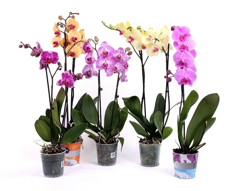 Orchidées Phalaenopsis