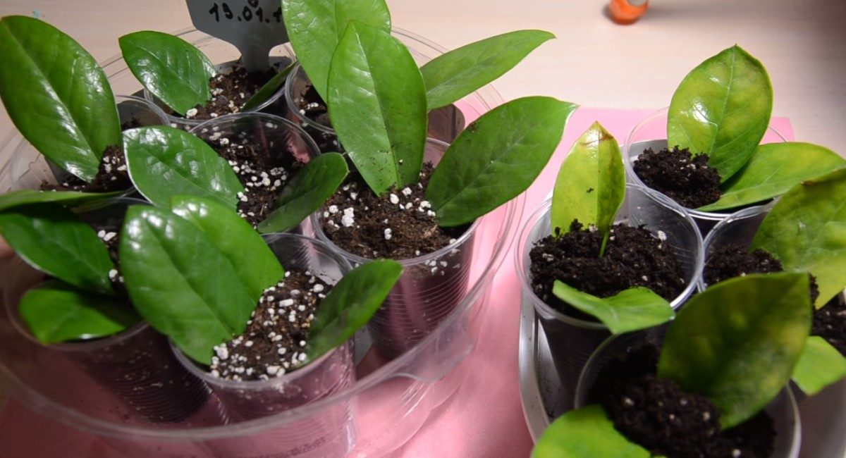Plaques de feuilles plantées dans des pots séparés