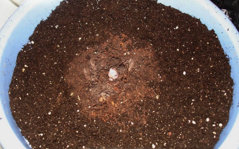 Tubercule planté dans un substrat de tourbe