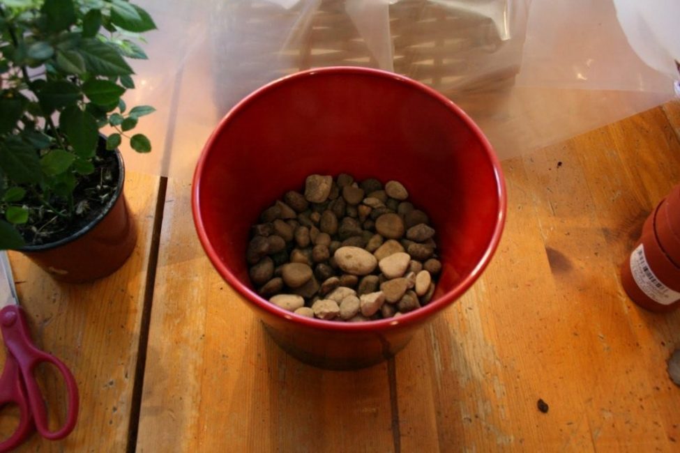 Un exemple du drainage requis pour Kalanchoe