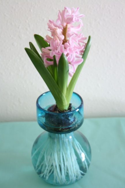 Jacinthe dans un flacon décoratif