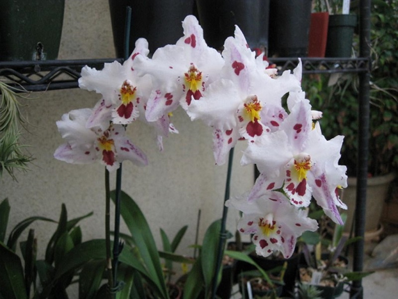 Orchidées odontoglossum