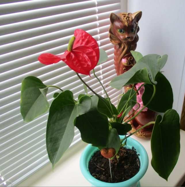 Anthurium sur le rebord de la fenêtre avec ombrage