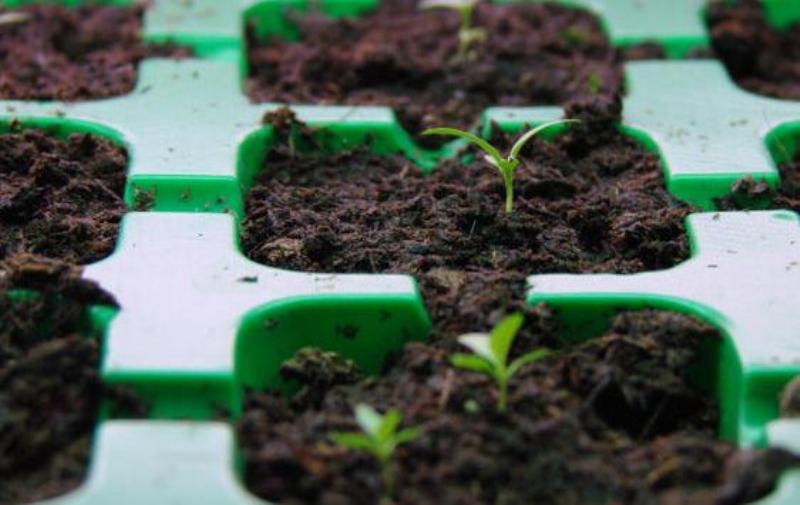 Plants de lisianthus en cassettes