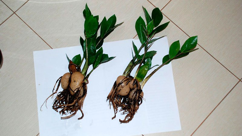 Tubercules préparés pour le repiquage