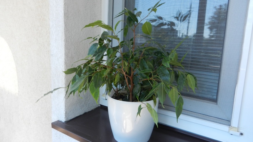 L'été du côté nord de la maison