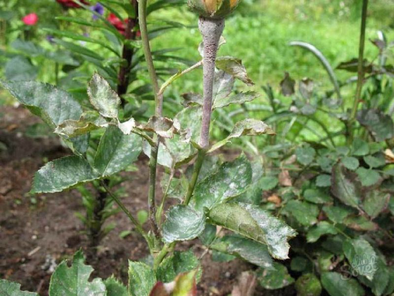 Oïdium sur les roses.