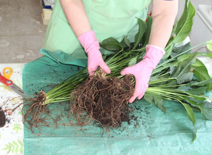 Séparation des racines de Spathiphyllum pendant la reproduction