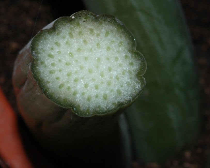 Gouttes d'un liquide toxique sur une coupe de feuille de Zamioculcas.