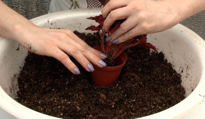 Taille de pot optimale pour la transplantation de bégonias