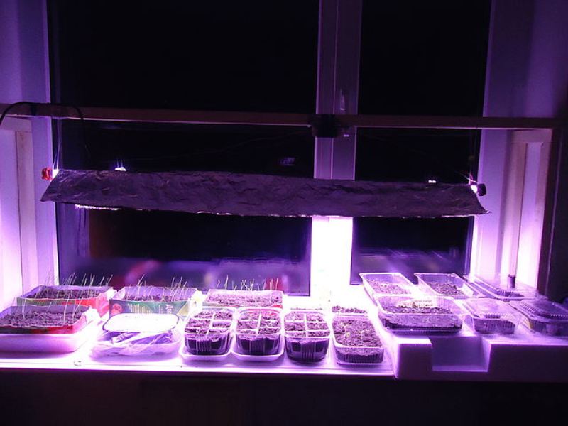 Fournir un éclairage supplémentaire avec des phytolampes