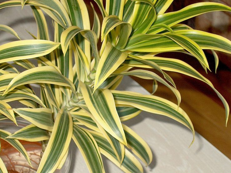 dracaena deremskaïa