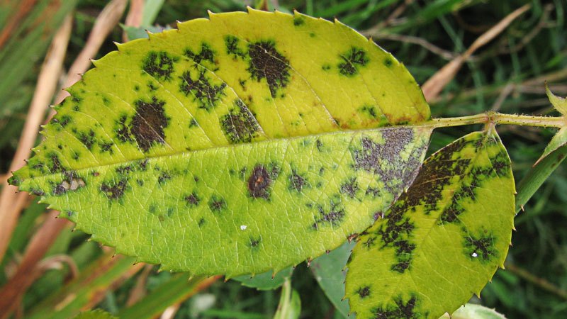 Pourriture grise sur une feuille d'un rosier de chambre.