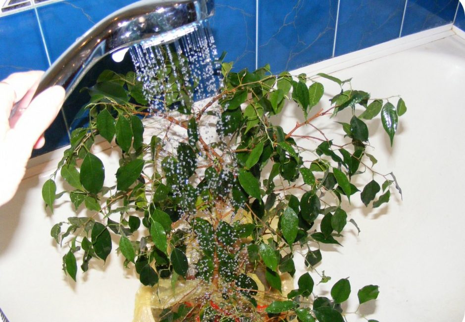 Arroser le ficus avec une douche
