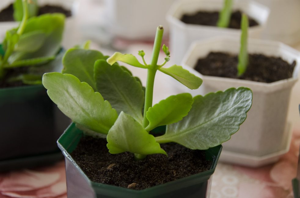 Kalanchoe après la taille