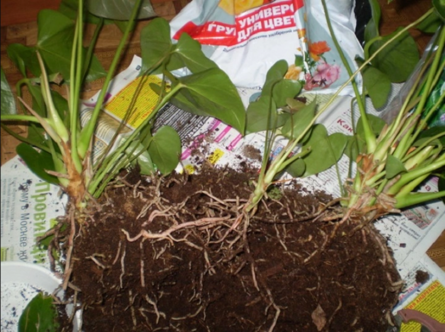 Fractionnement de la racine