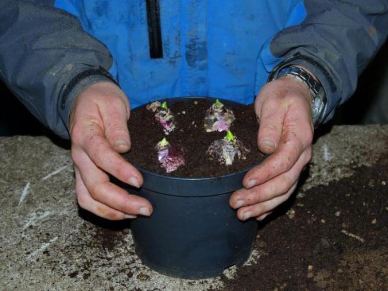Bonne profondeur de plantation des bulbes