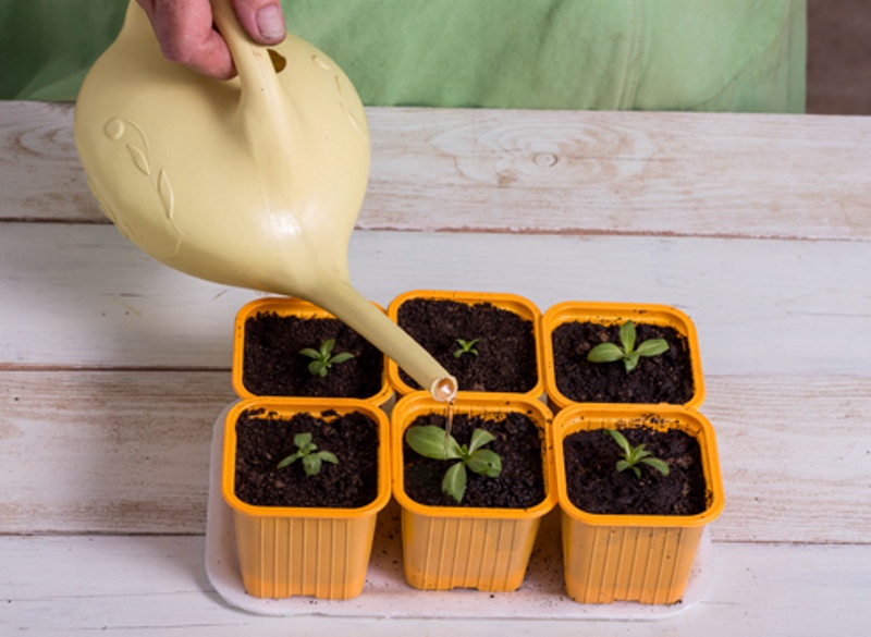 Arrosage des semis de Lisianthus en cassettes
