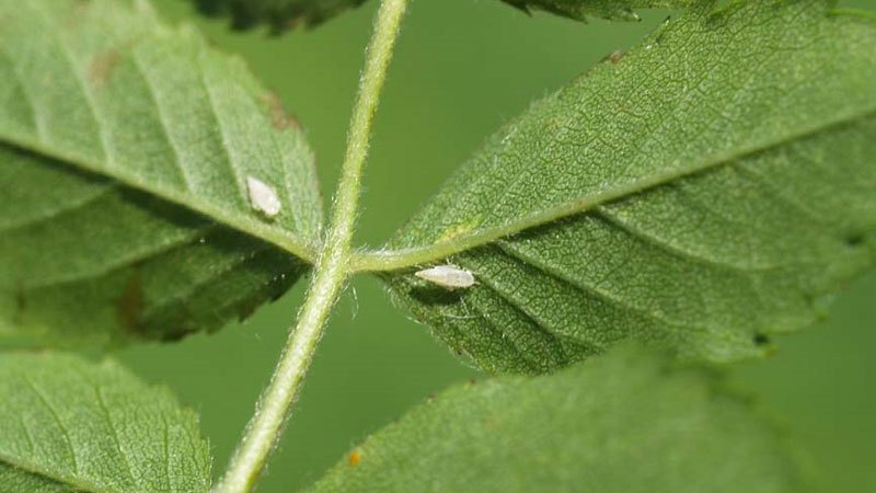 Feuille de rose avec pucerons.