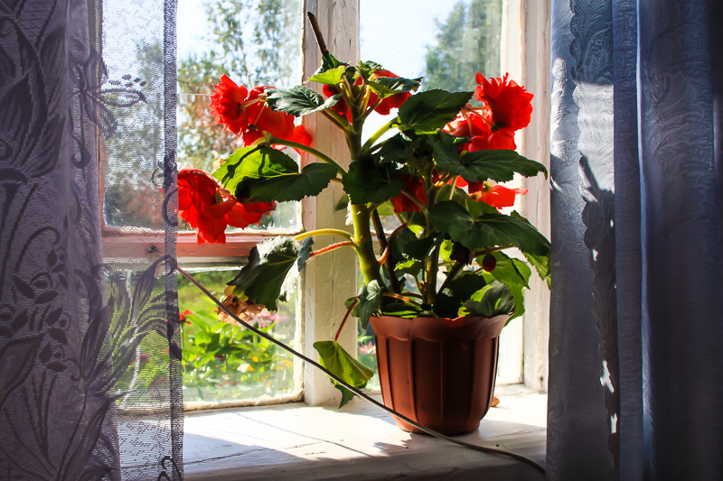 Bégonia sur un rebord de fenêtre ombragé