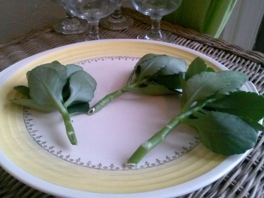 Boutures séchées de Kalanchoe
