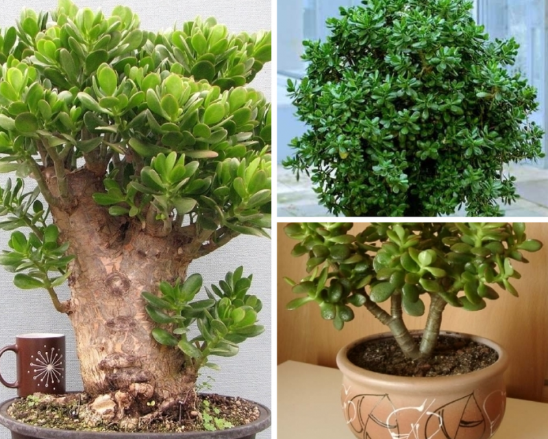 Un exemple d'arbre d'argent avec une couronne soignée et soignée