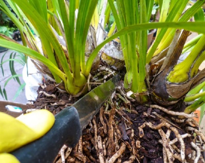 Fendre la racine d'une orchidée.