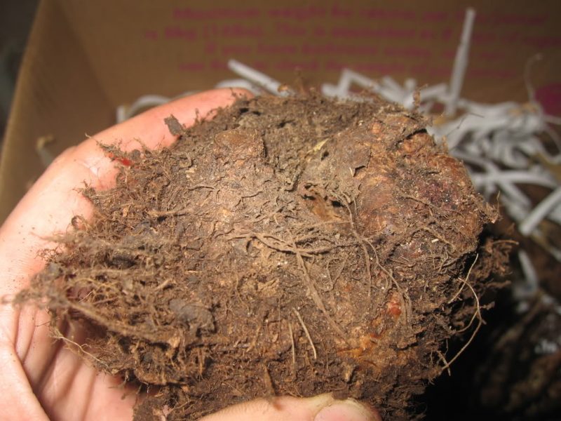 Stockage des tubercules