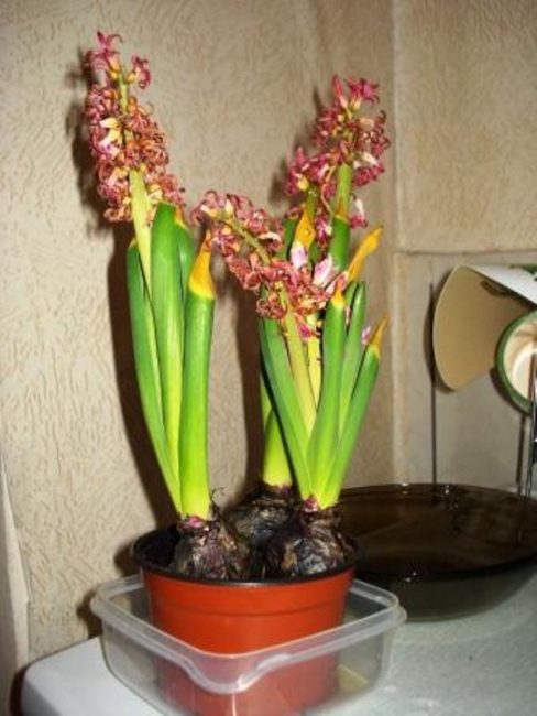 Plantes avec des bourgeons non ouverts