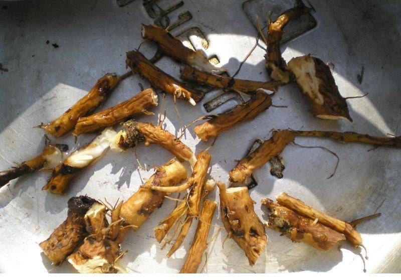 Les racines sèches ont un arôme très agréable et même les enfants aimeront le thé avec elles.