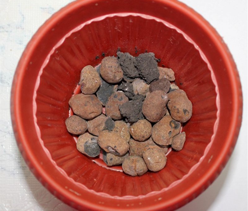  Système de drainage de bégonia