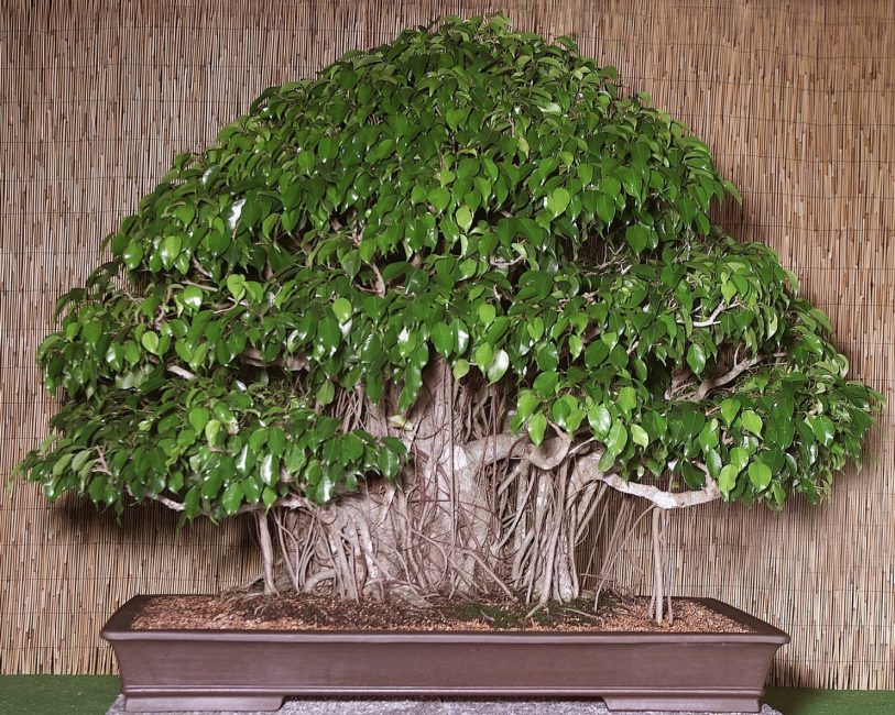 Ficus Benjamina, cultivé en bonsaï style kifu (taille moyenne).