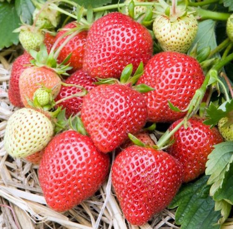 Variété florentine