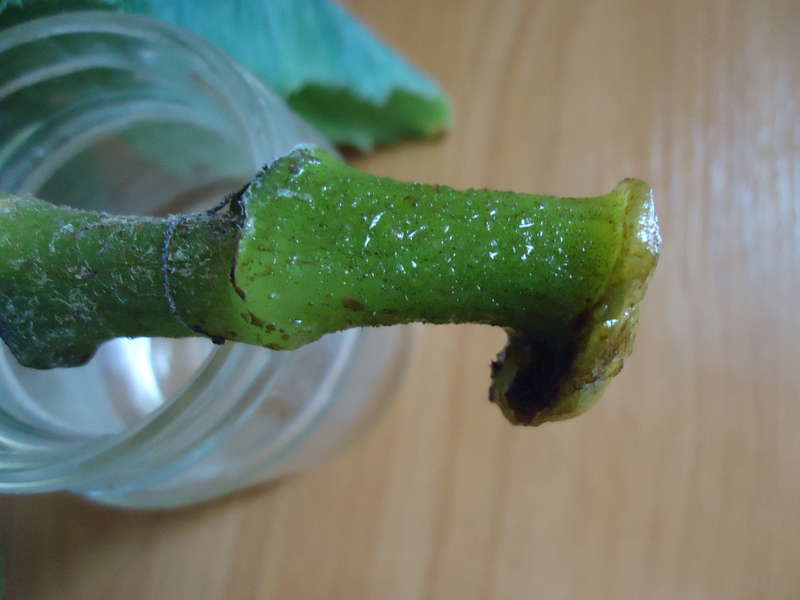 Coupe de tige de bégonia