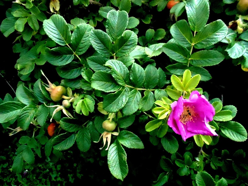 Souvent, sur les buissons aux baies déjà mûres, vous pouvez voir des bourgeons frais