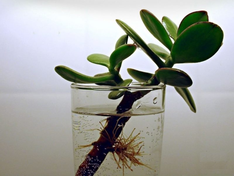 Tige de Crassula dans un verre